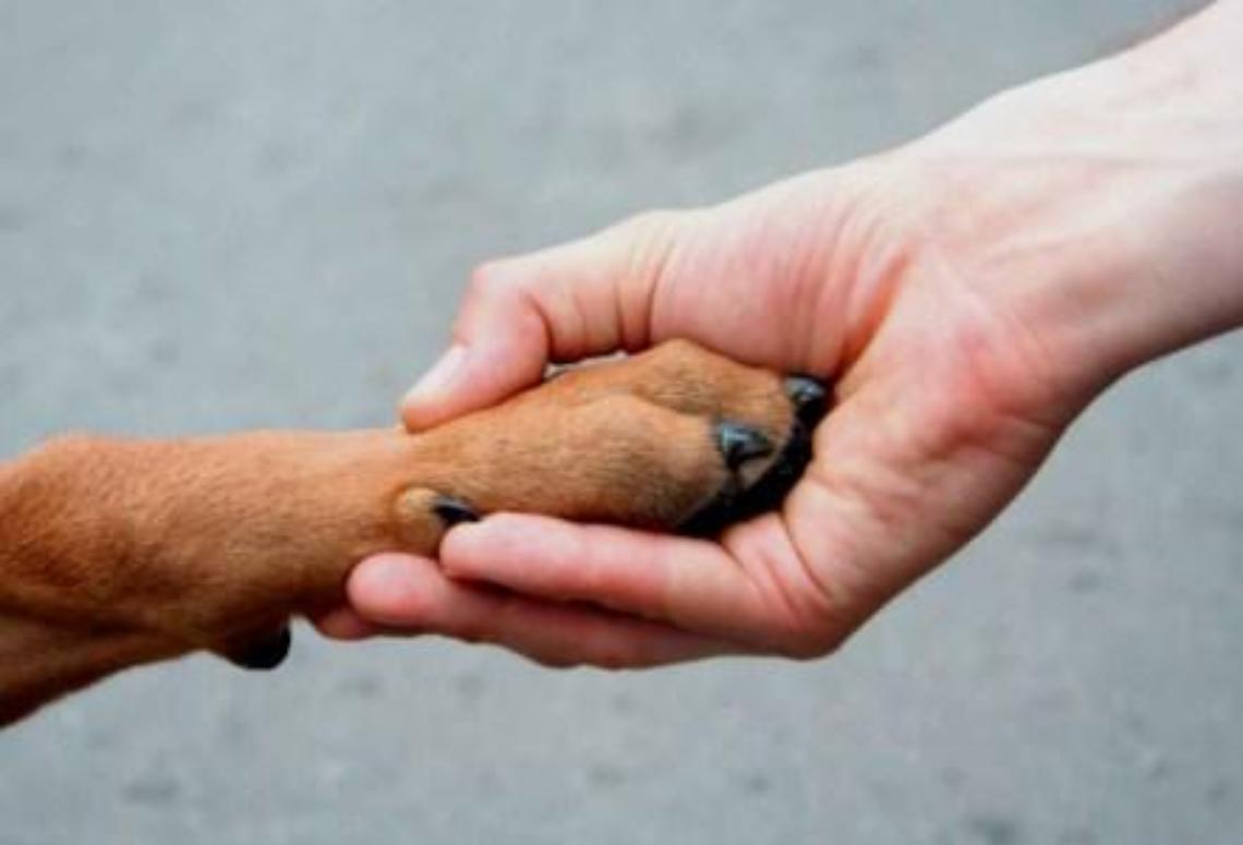 #IoNonTiAbbandono: nasce la piattaforma web per denunciare abusi e abbandoni di animali