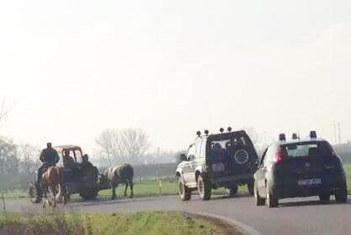 toro catturato