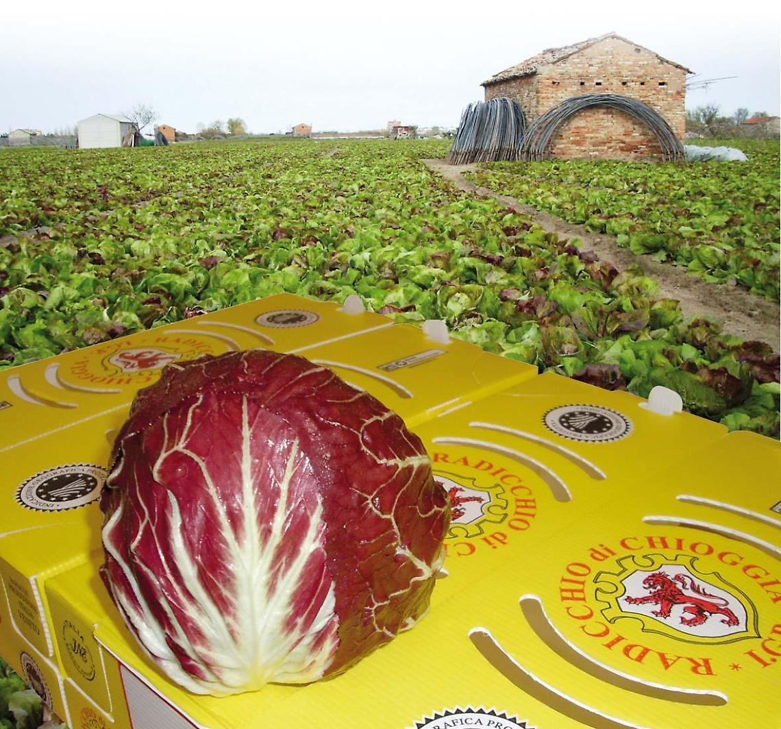Campi e confezione Radicchio di Chioggia Igp