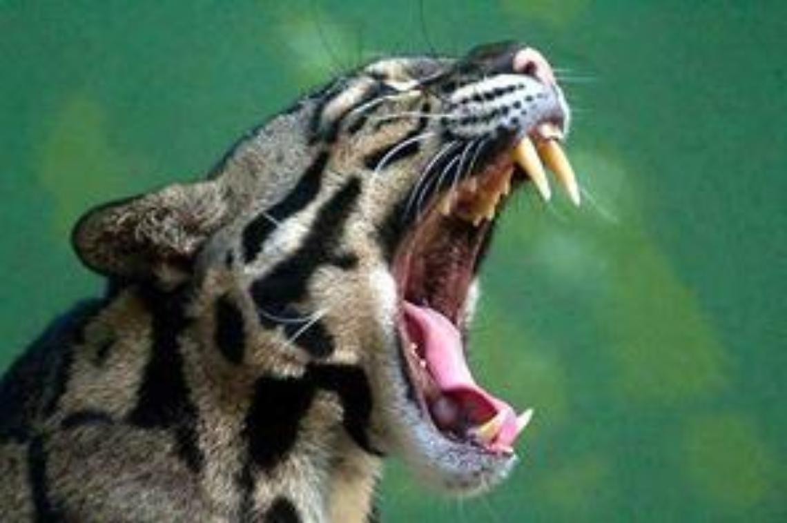 Foto2_Roarr