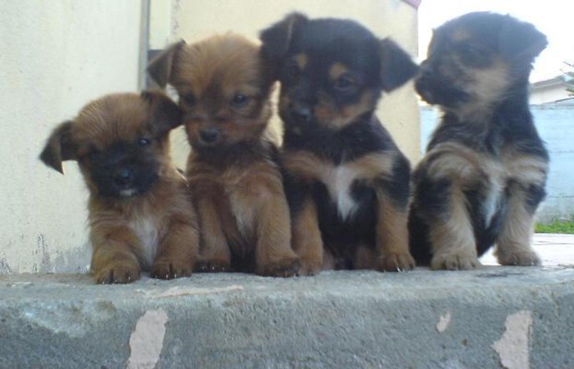 cuccioli-di-cane