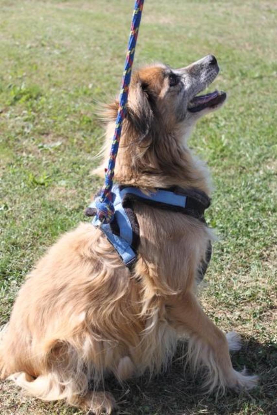 golia