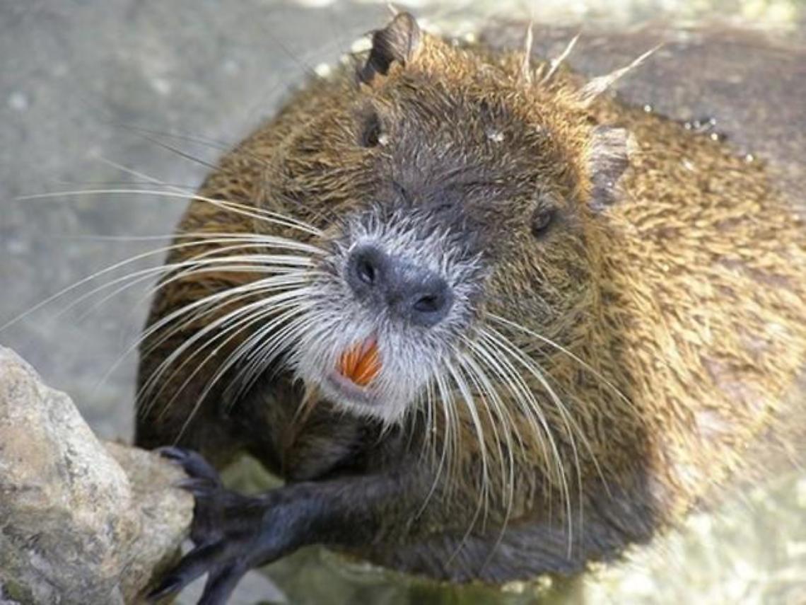 nutrie