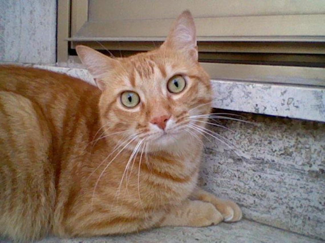 Gatto_Rosso