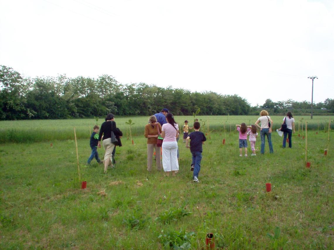alberi nuovi nati