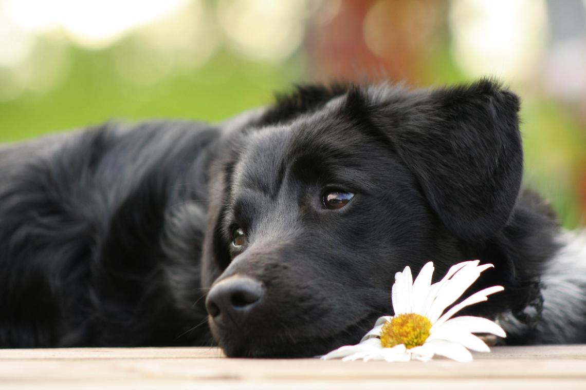 cane