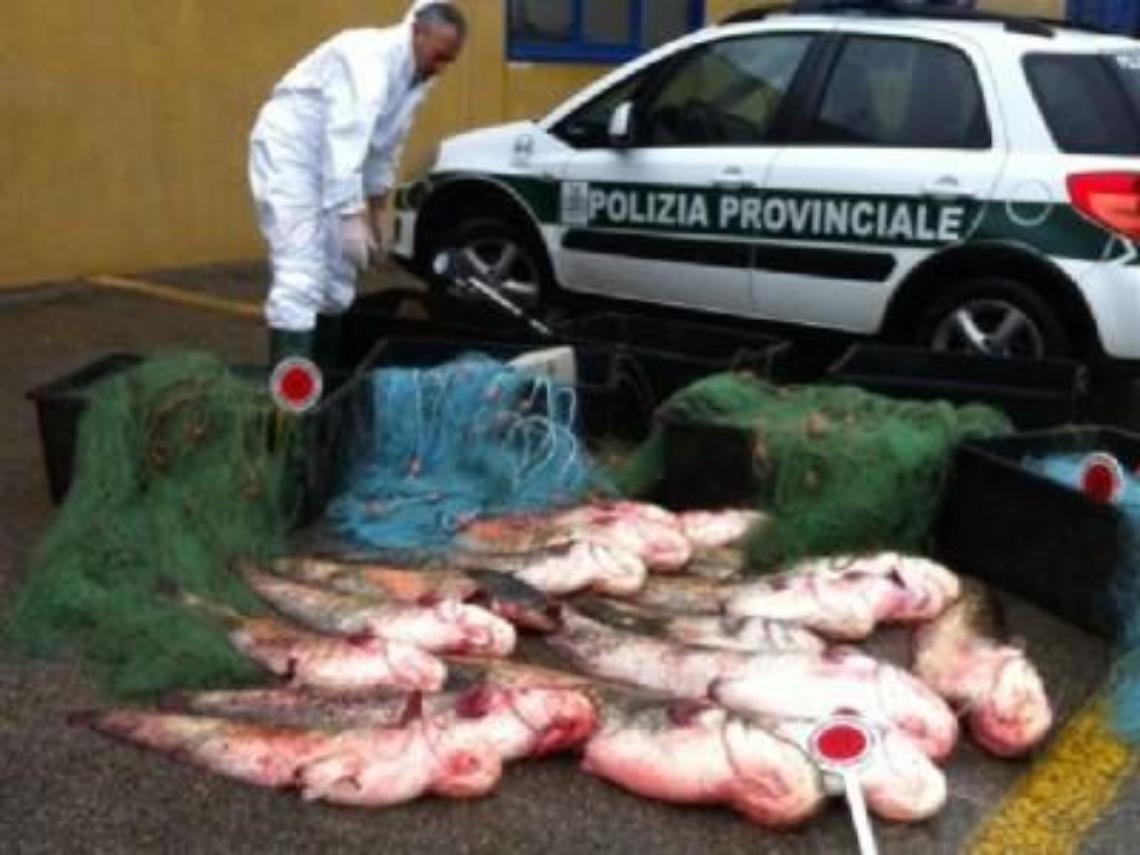pescafrodo