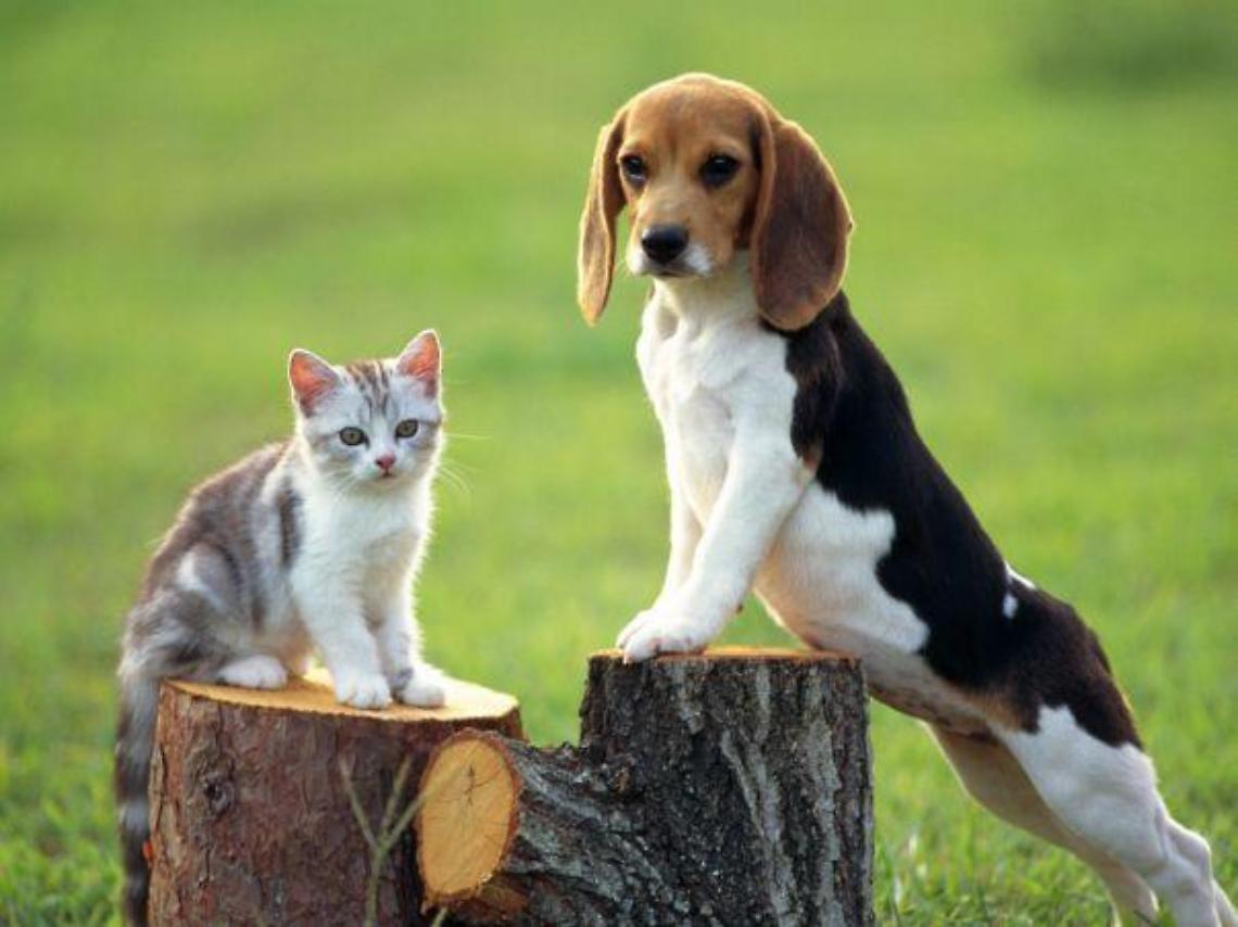 Incidente sull'A4: animali in fuga, appello per ritrovarli
