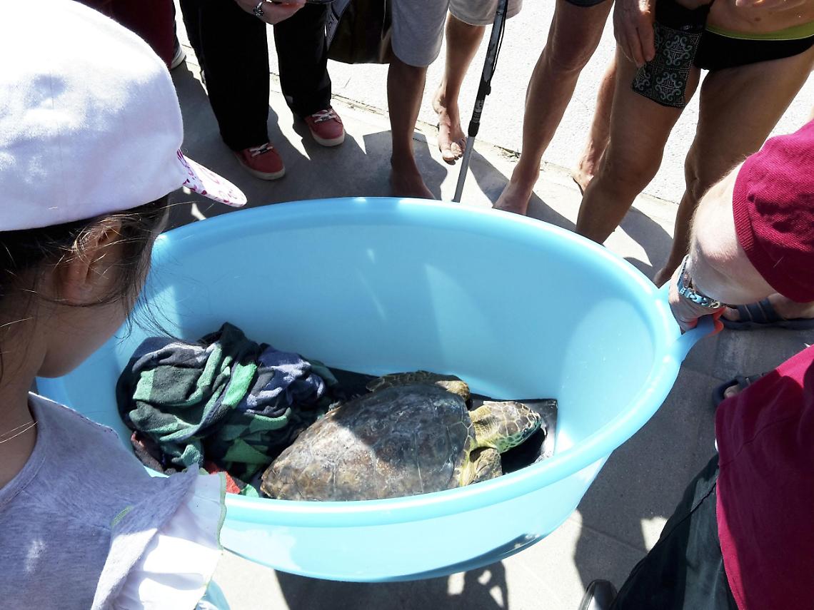 liberazione caretta caretta