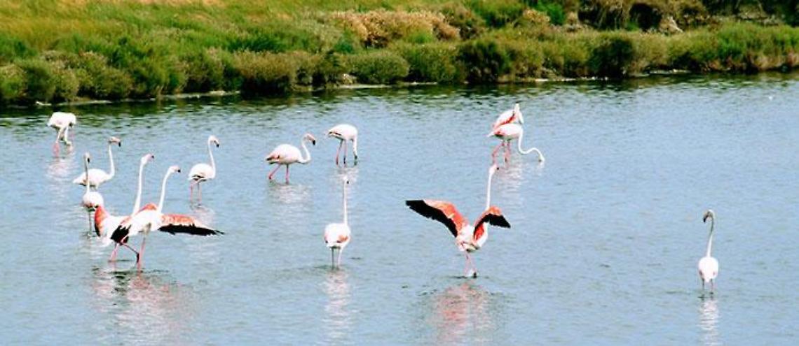 fenicotteri-delta-del-po-veneto