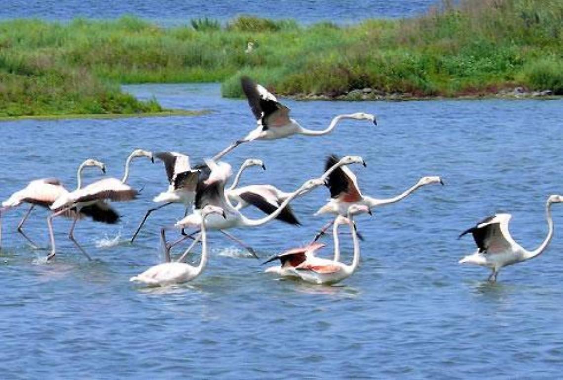 parco delta po