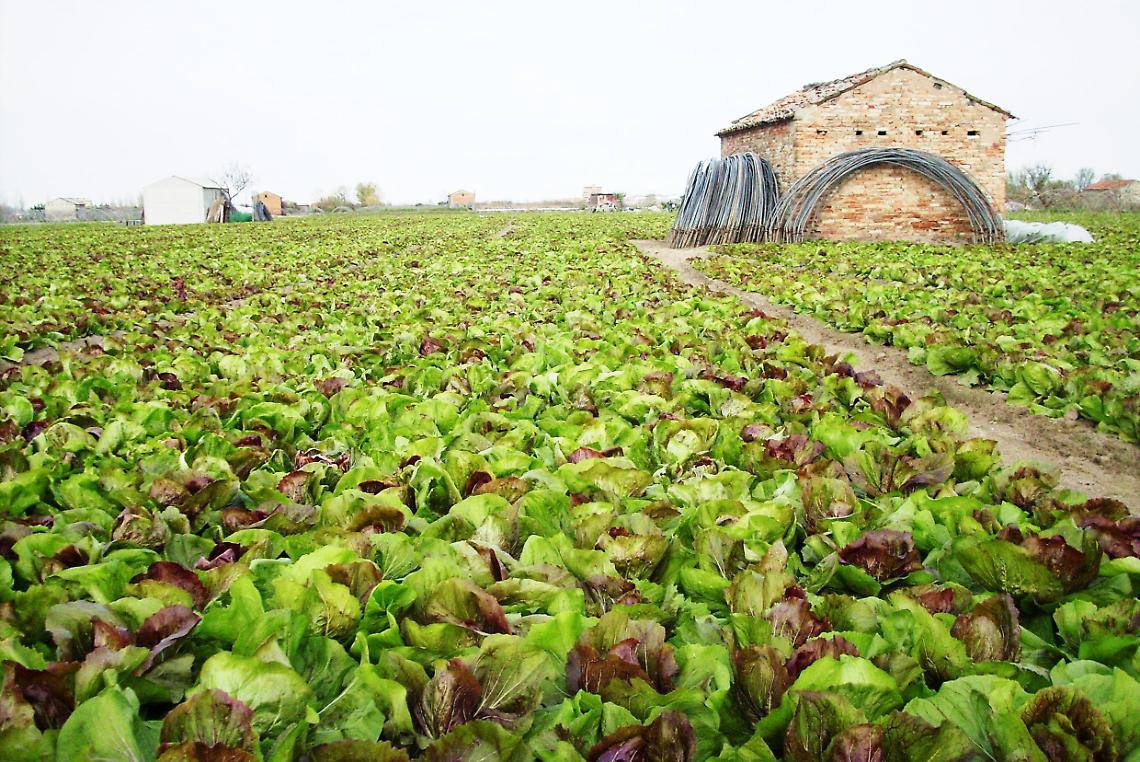campo radicchio
