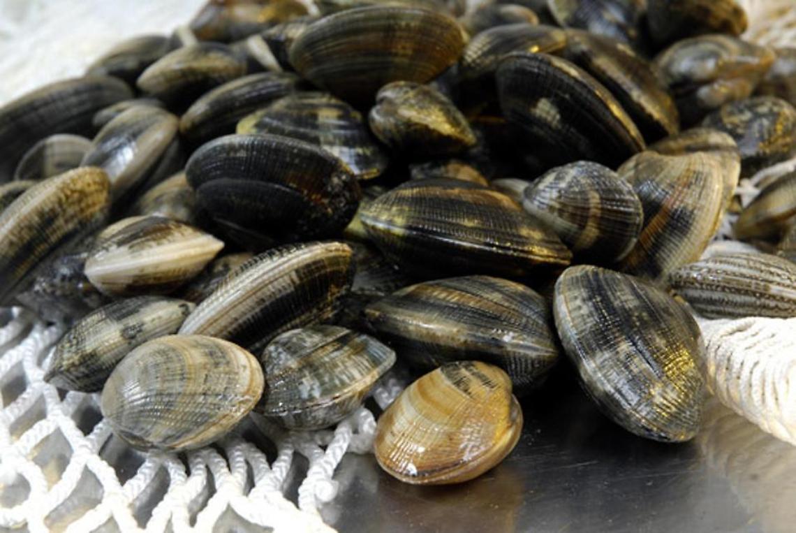 vongole-2