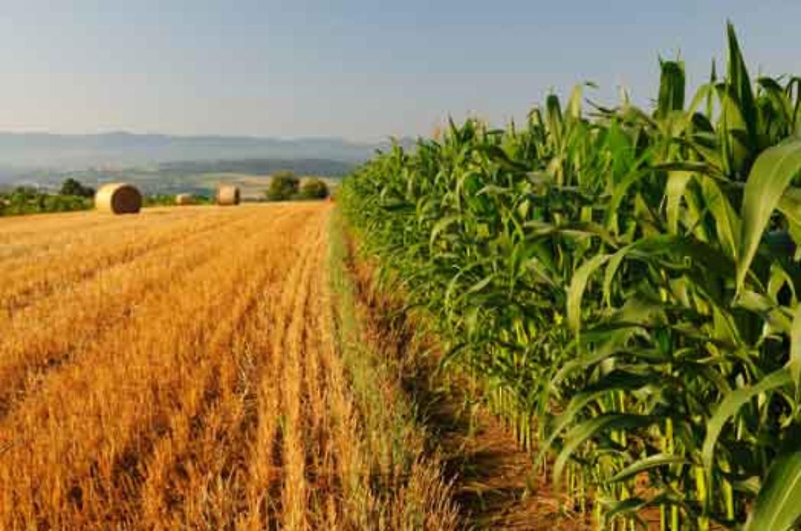 agricoltura