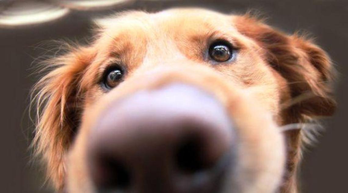 cane