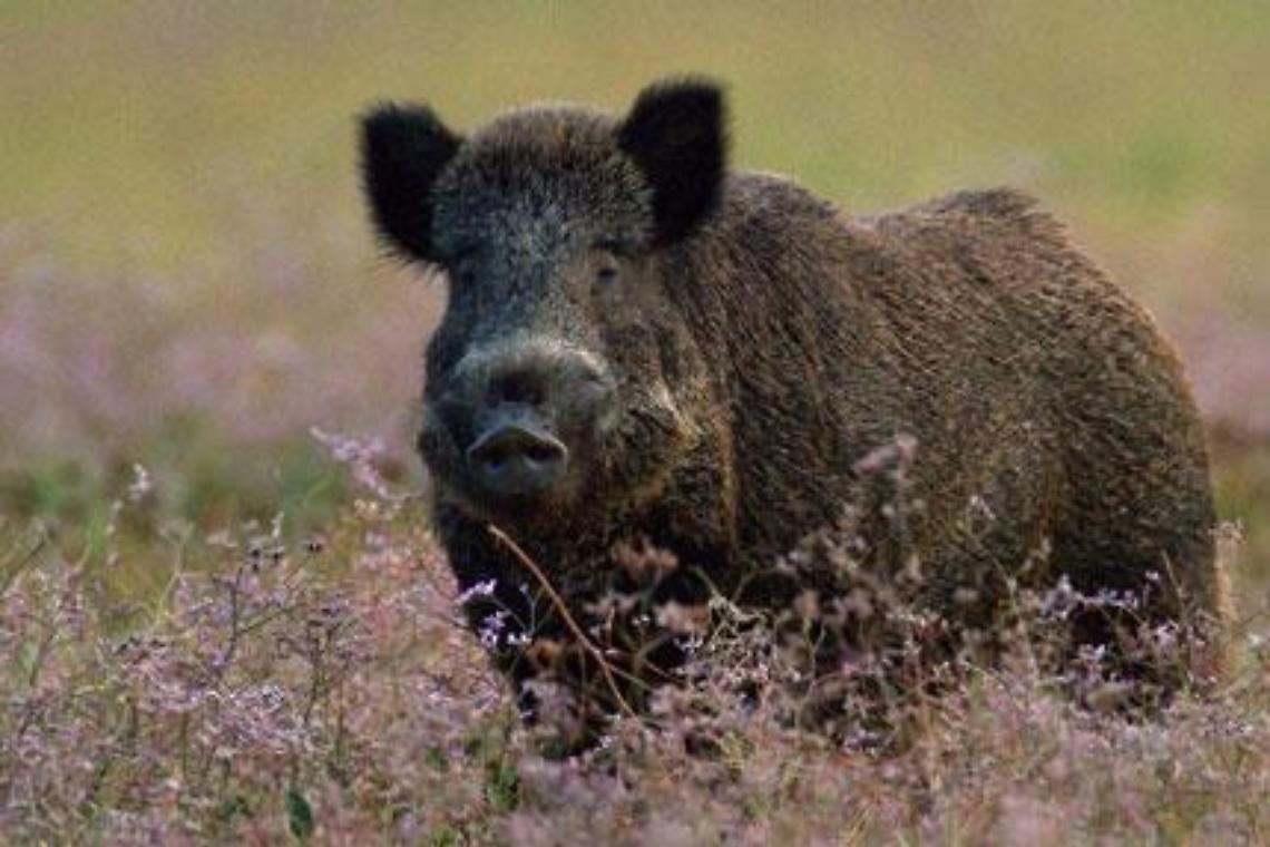 Danni da cinghiali, rimborsi pi&ugrave; alti e soglia dimezzata