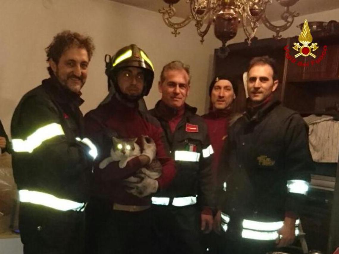 gatto vigili del fuoco