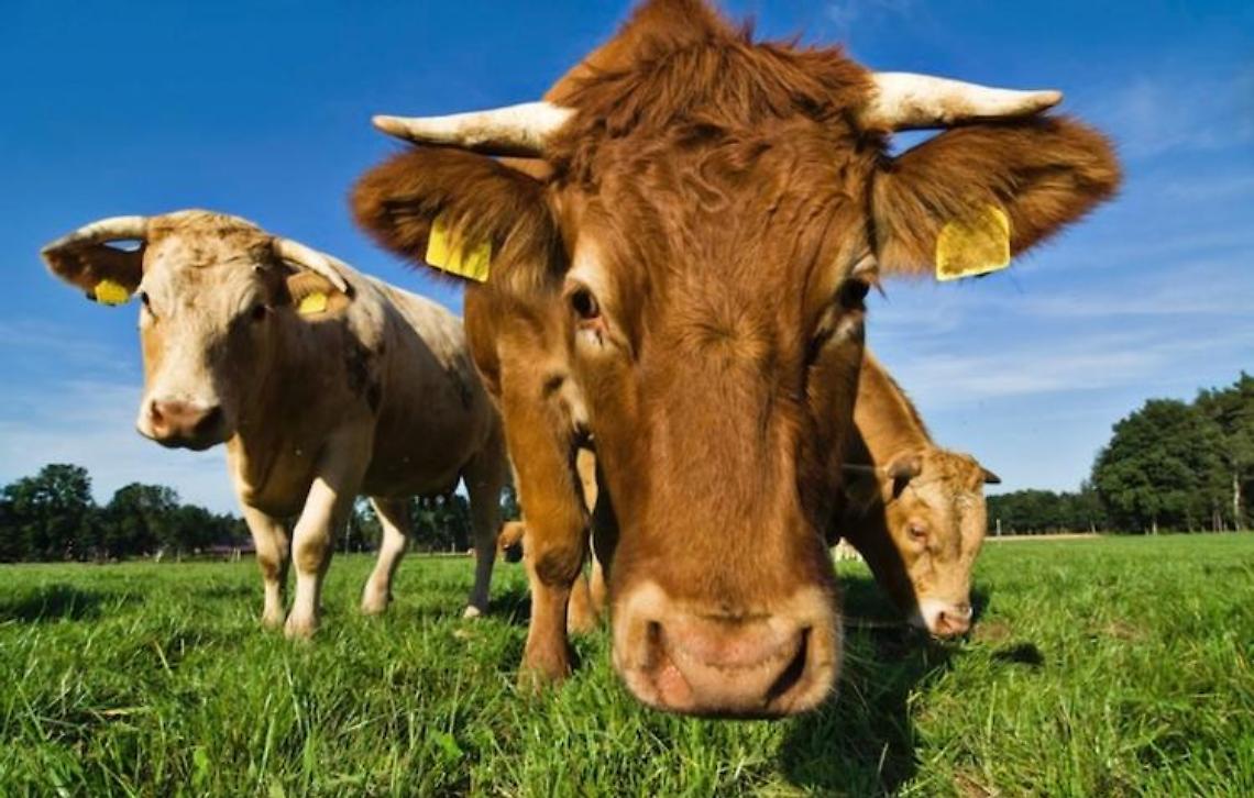 Tragedia nel Padovano: 76 bovini muoiono per inalazione di fumo da oleandri bruciati