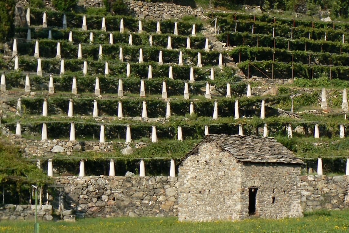 Terrazzamenti_della_vite_di_Donnas_abc4