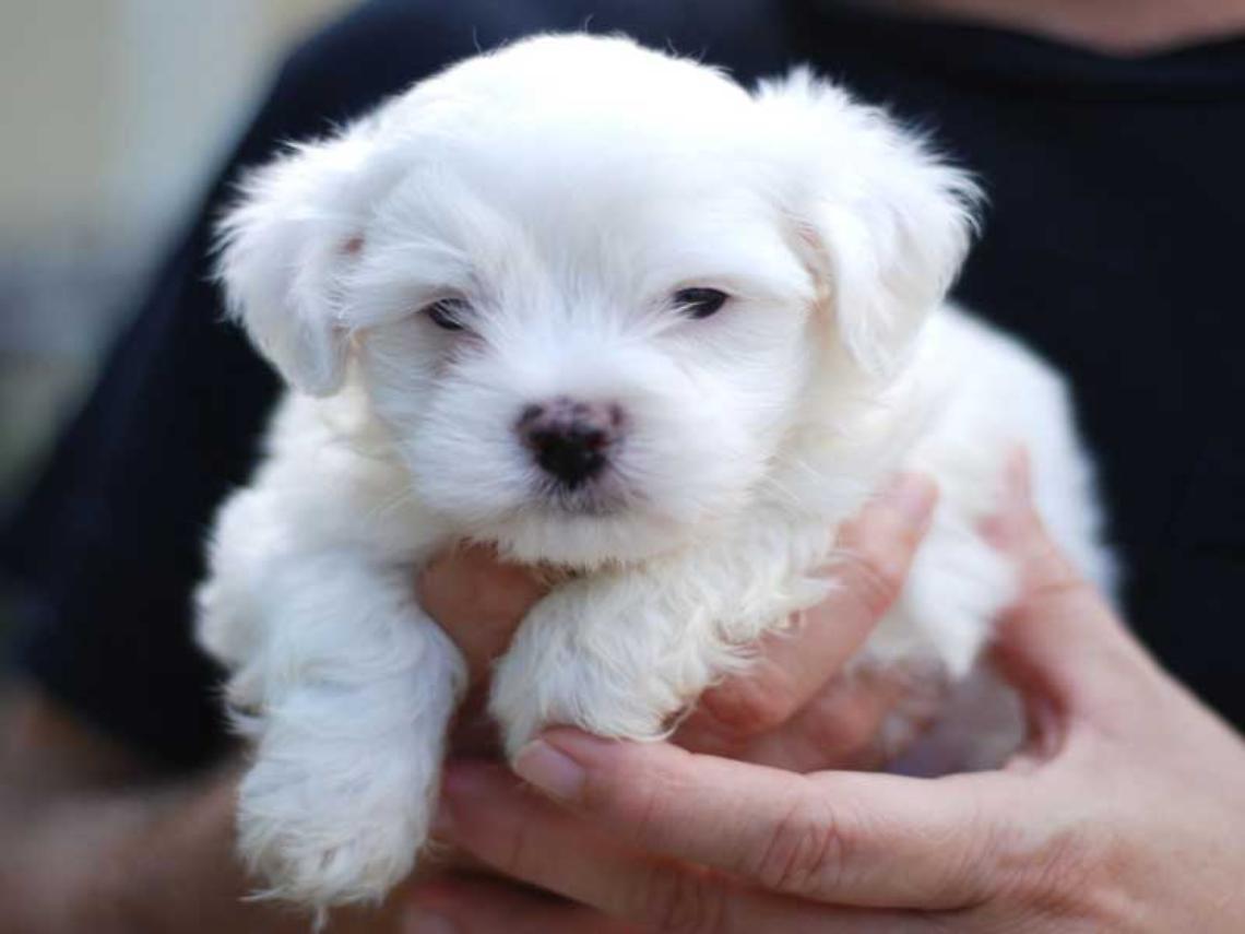 cucciolo-maltese