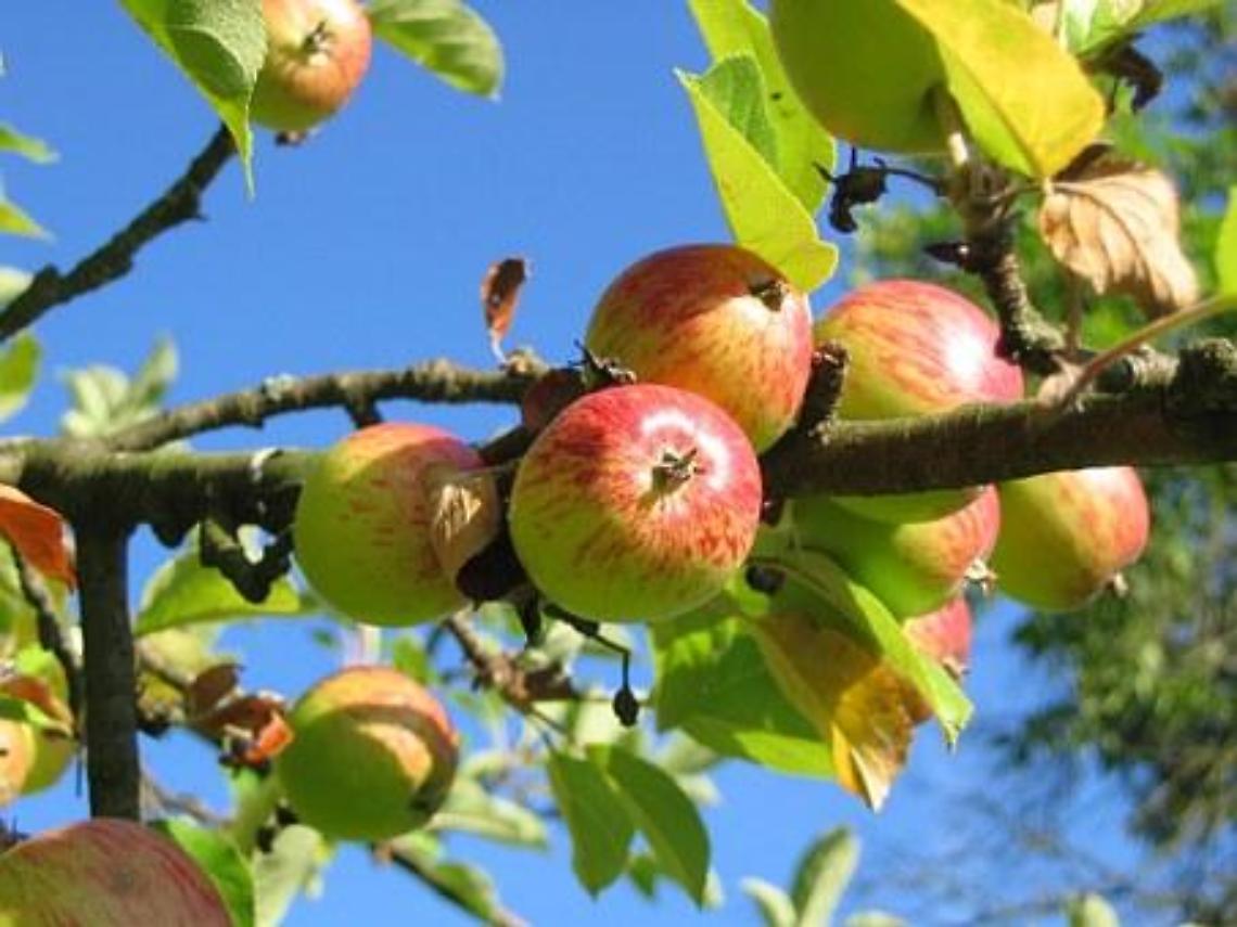 frutteto