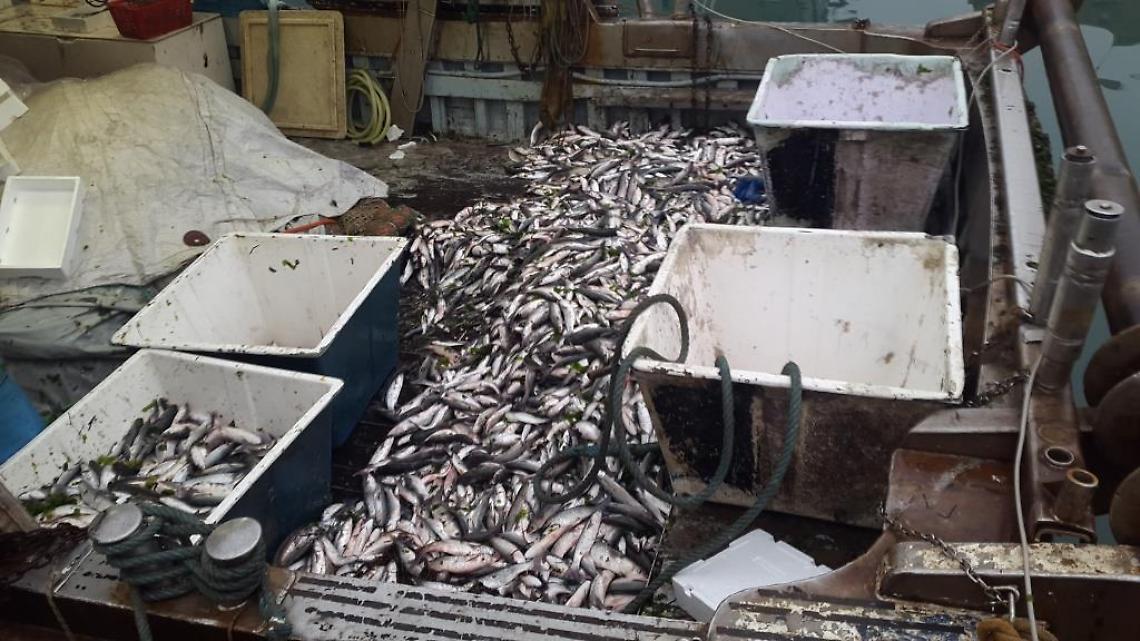 pesca