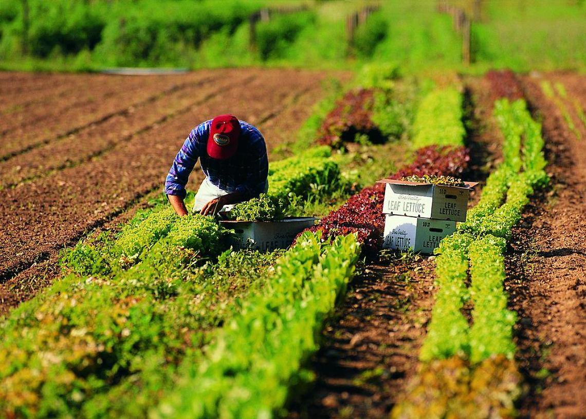 lavoro-in-agricoltura