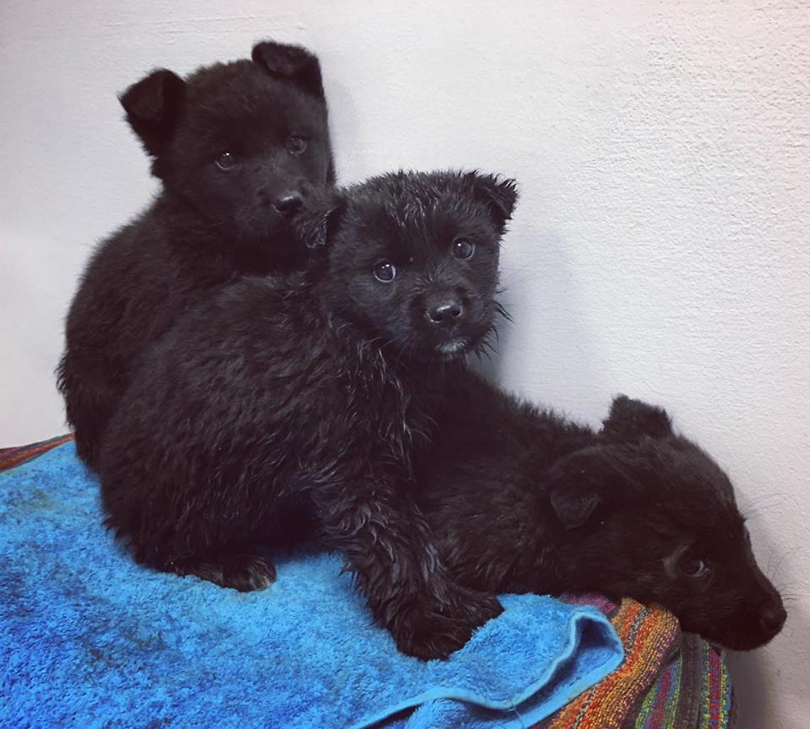 cuccioli-abbandonati