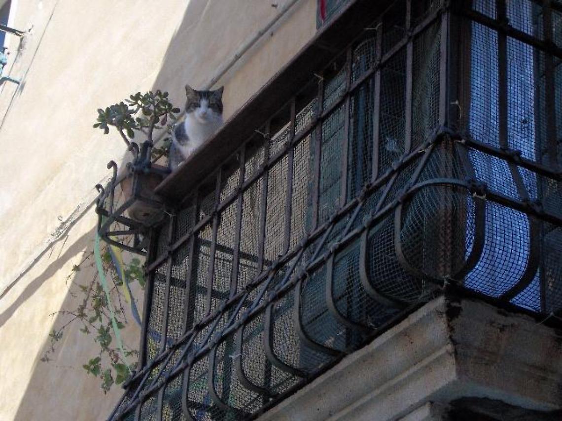 gatto balcone