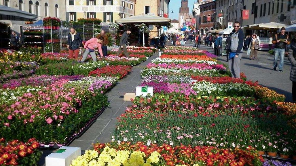 noale-in-fiore-1