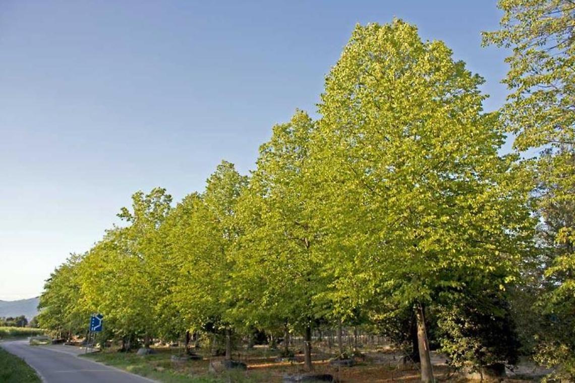 Badia Polesine, parte nuova fase di manutenzione delle alberature cittadine