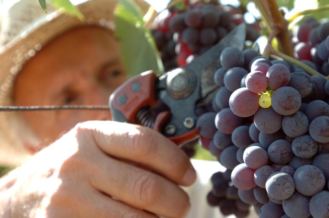 Vicenza accoglie i senior Coldiretti: domani la Giornata regionale del Pensionato