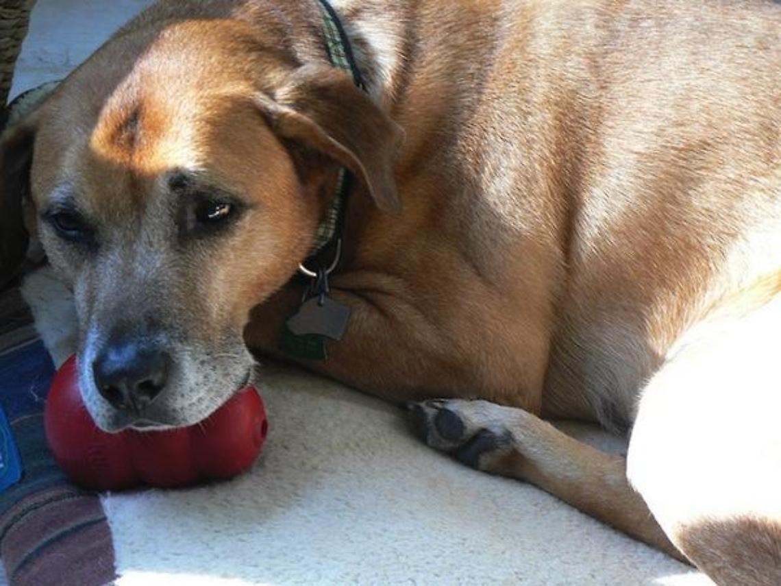 Fuochi d&rsquo;artificio e animali: come proteggerli durante le feste