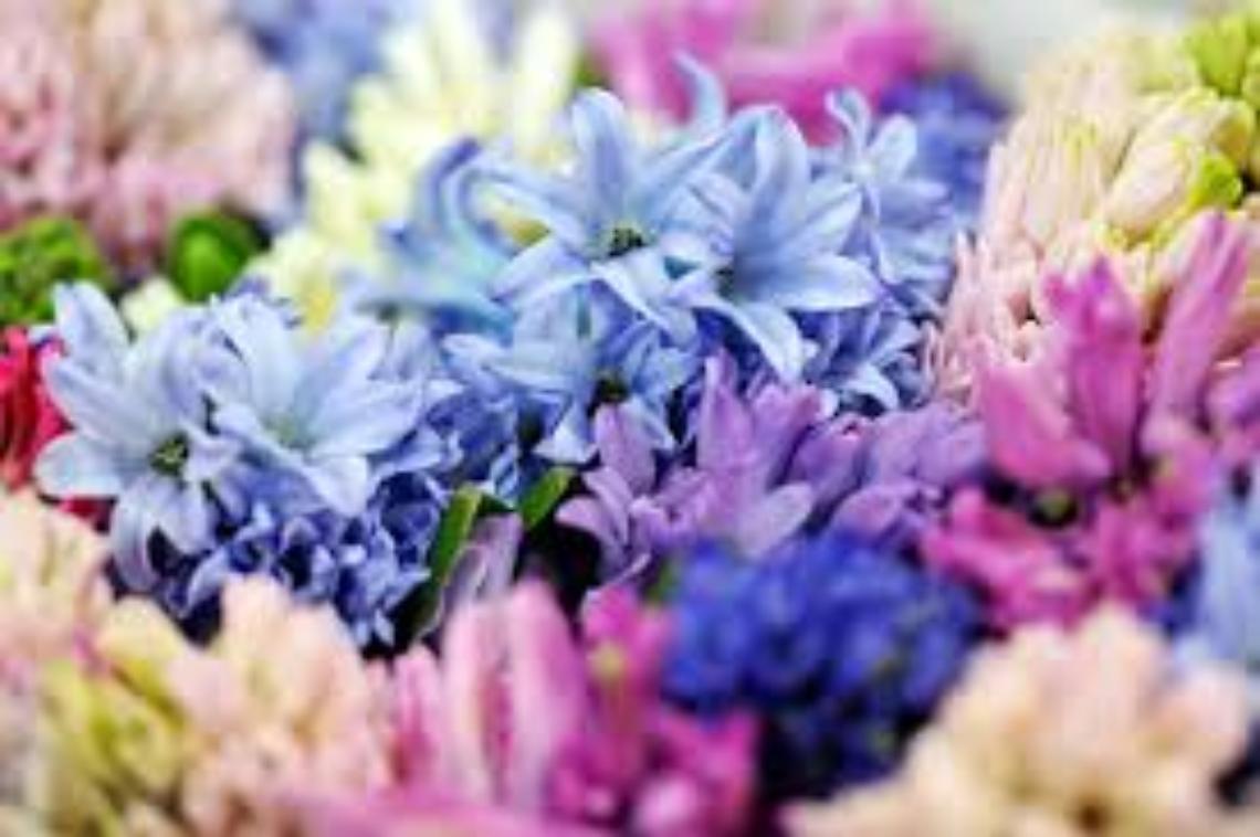 fiori