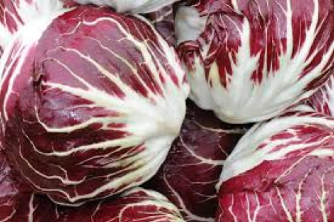 radicchio-chioggia