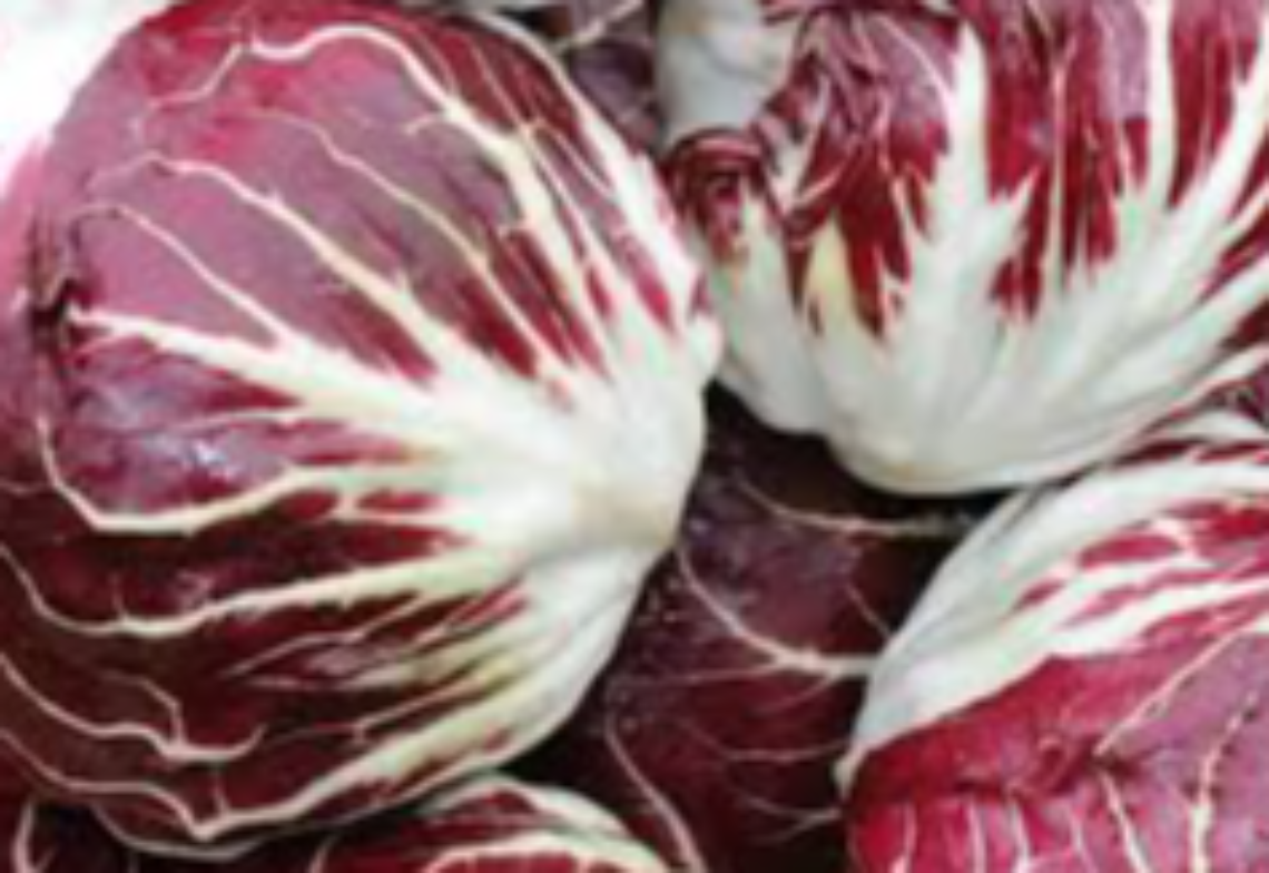 radicchio-chioggia