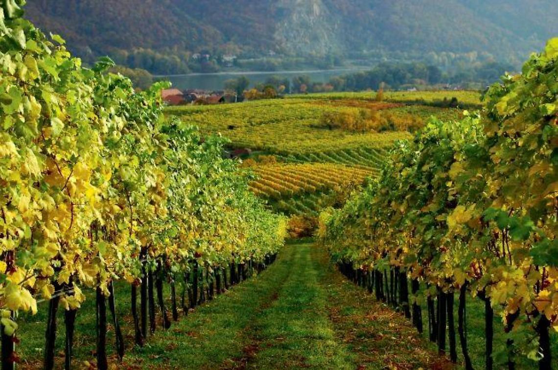 vigneti