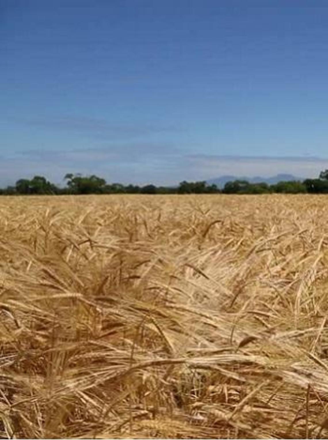 siccita-in-campagna