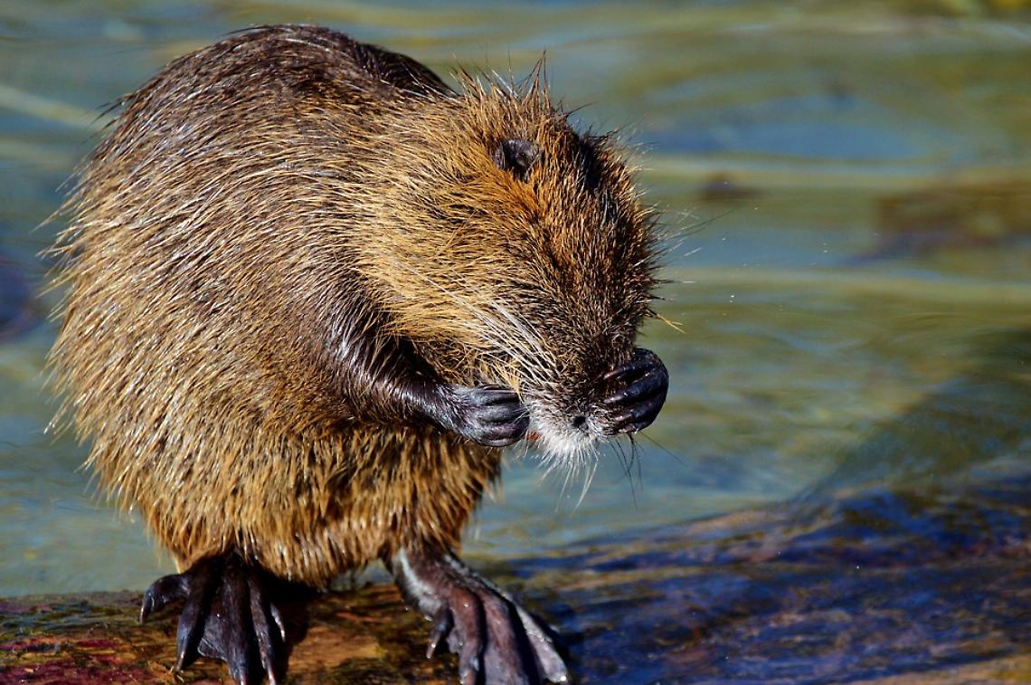 nutria-2906246_960_720