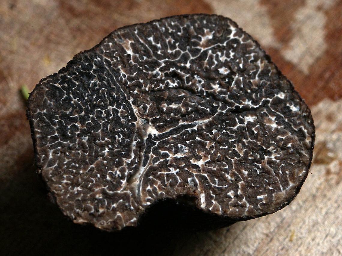 TARTUFO GRANDE