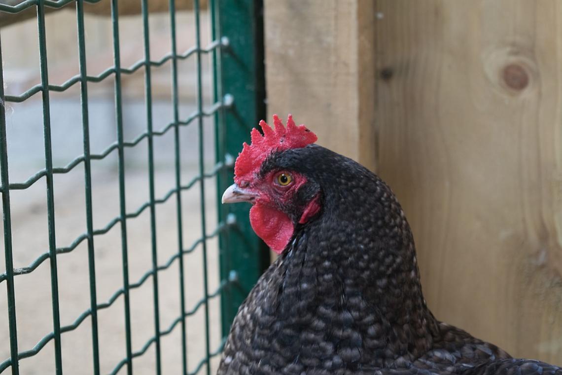 gallina grande
