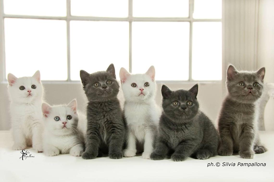 Il misterioso linguaggio dei gatti: come l’ossitocina costruisce un legame unico con gli umani