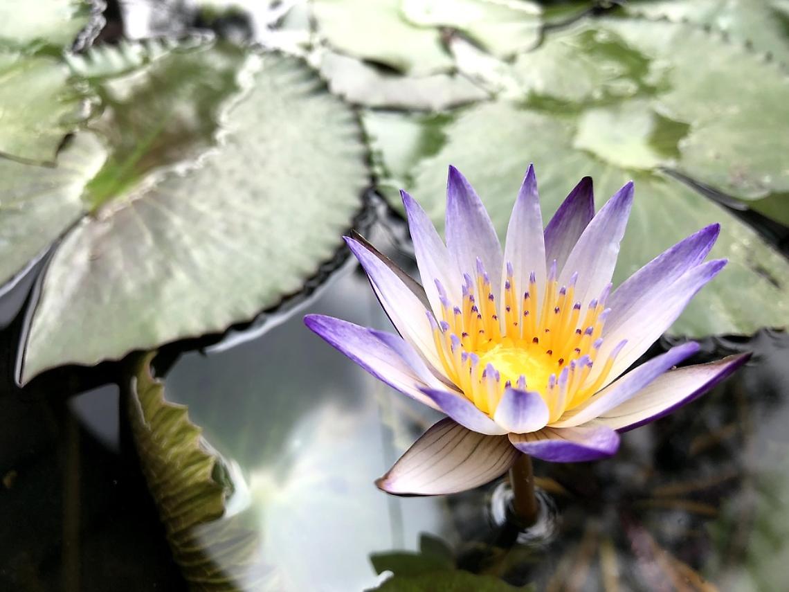Fiori