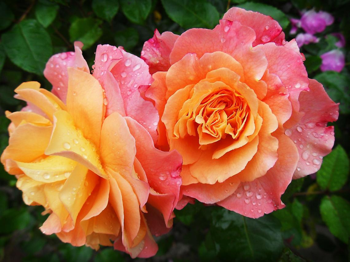 fiori