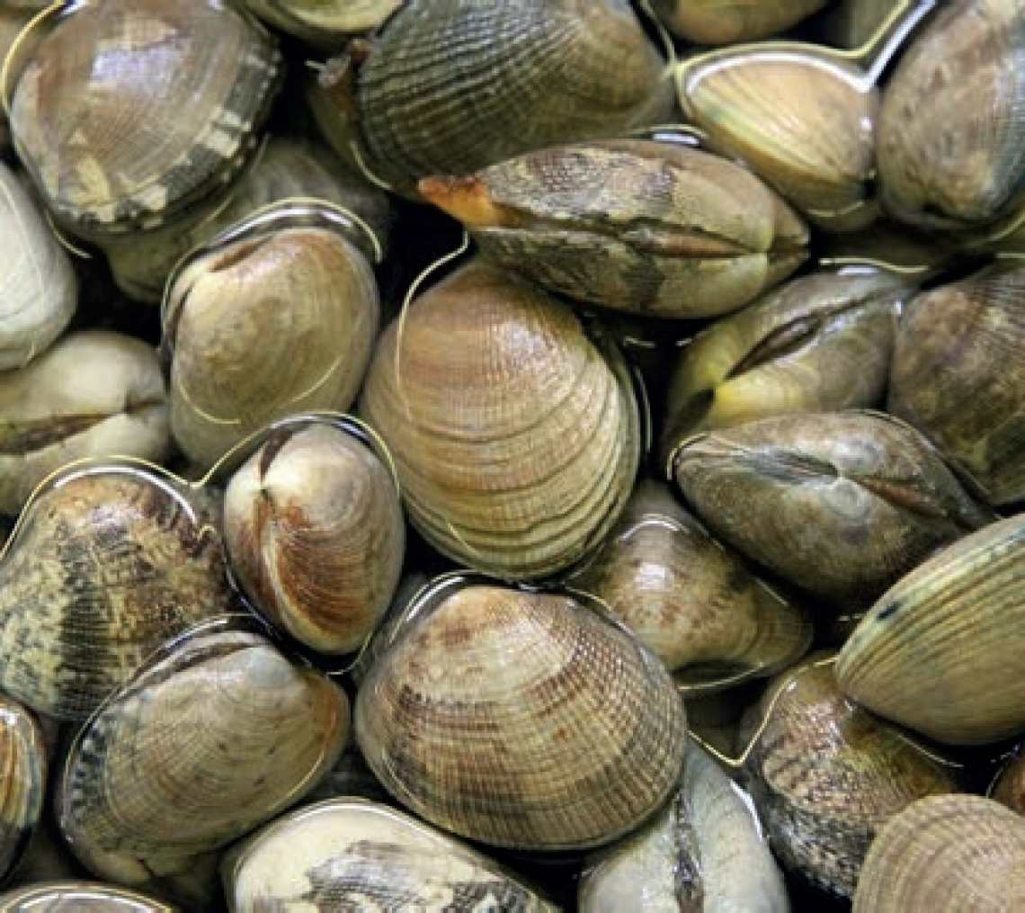 Vongole addio: quando il mare si ferma e la politica resta indietro