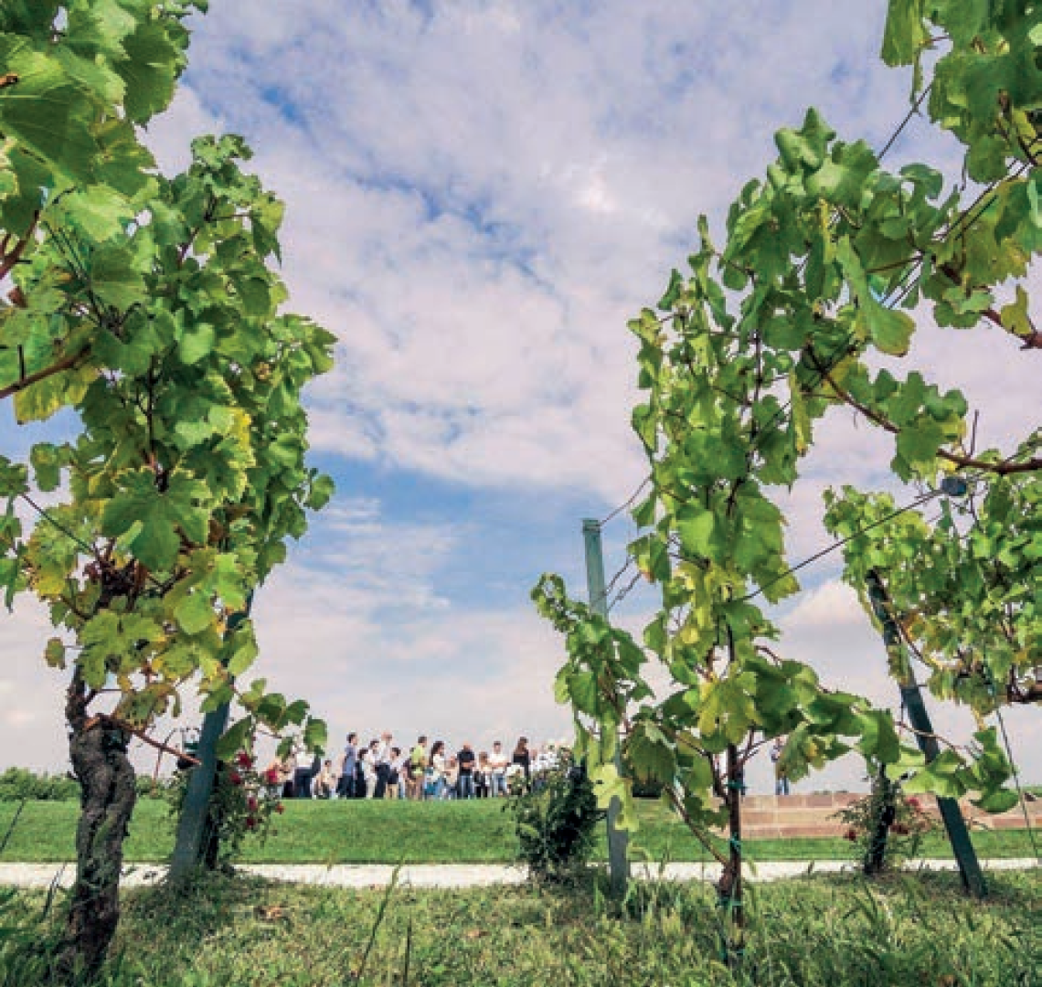 vino