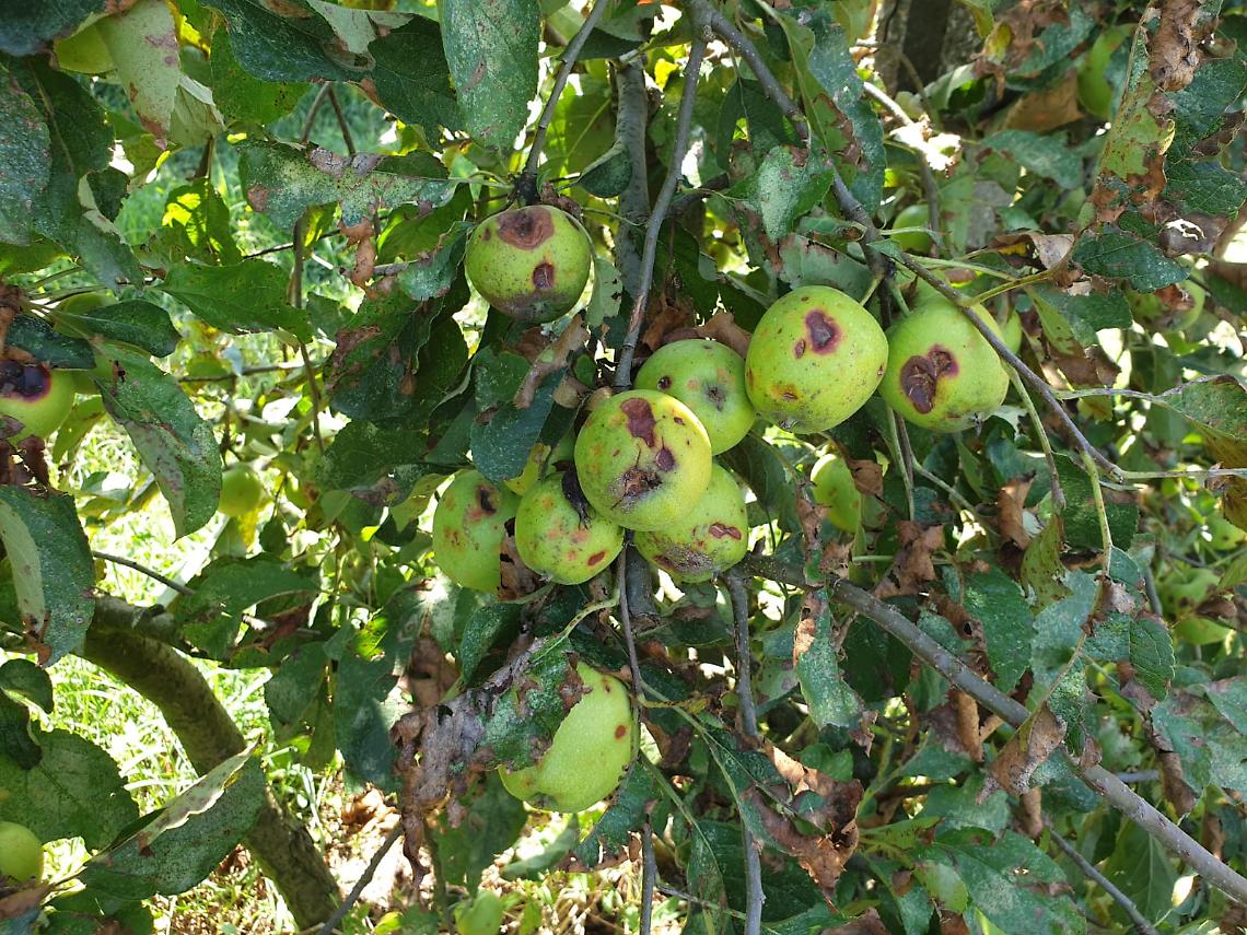 frutta distrutta