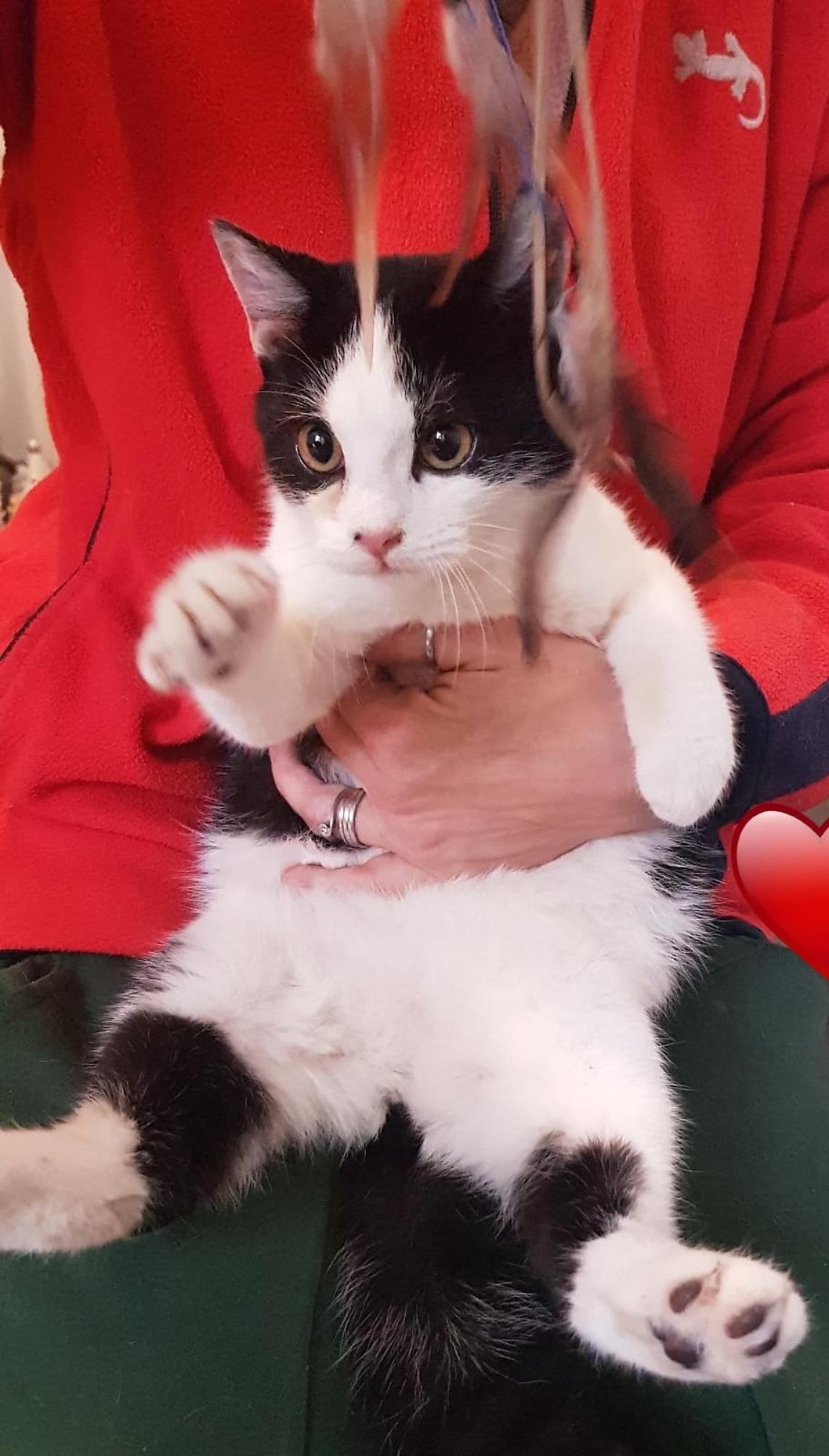 zig