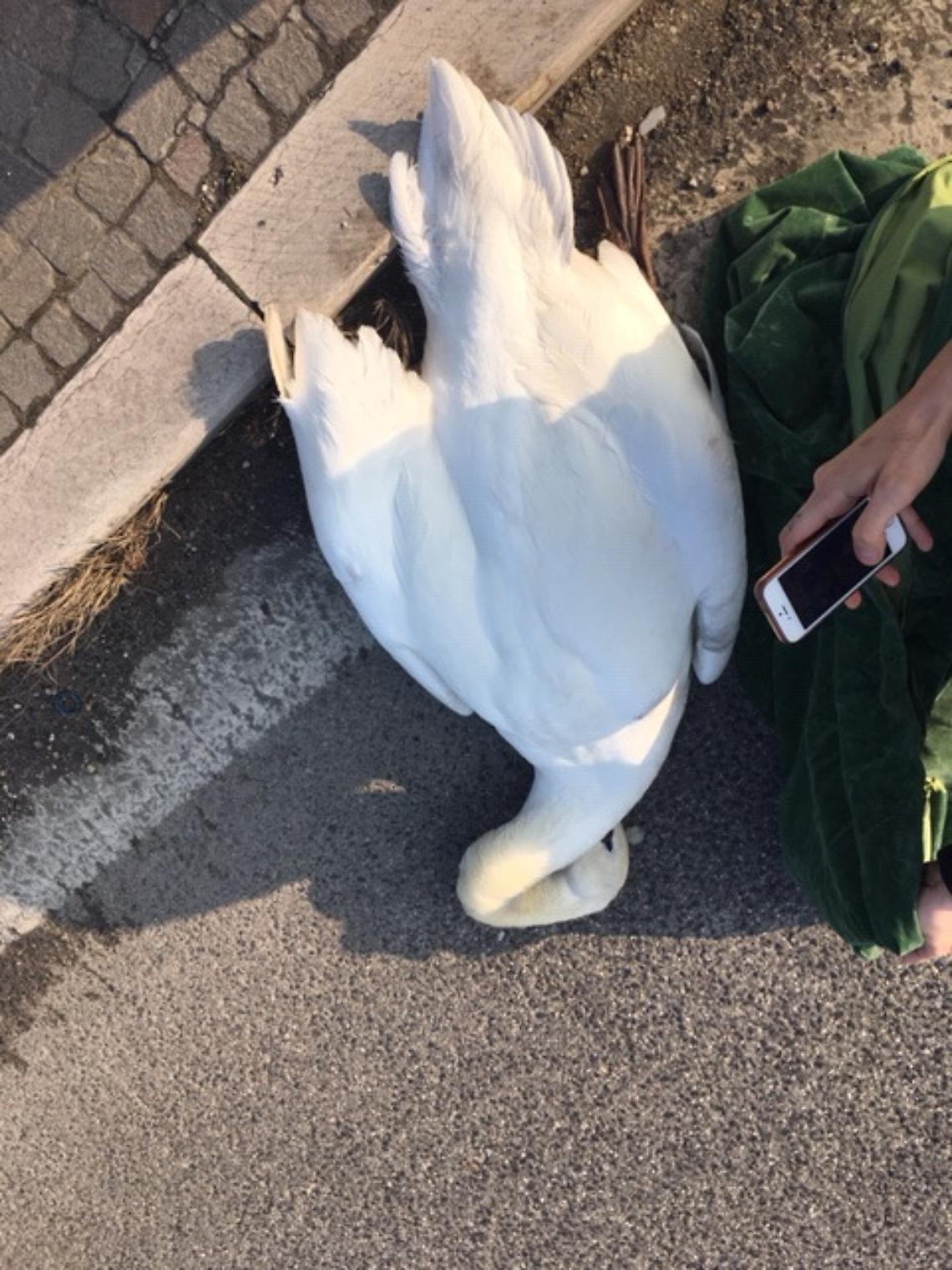 cigno