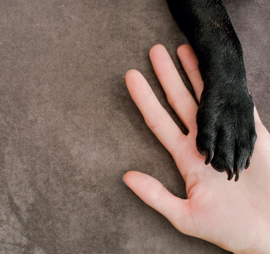 pet therapy